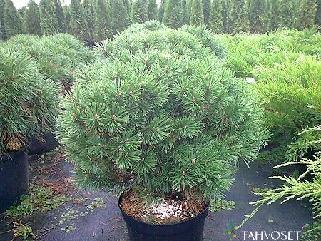 Pinus mugo 'Mops', kääpiövuorimänty